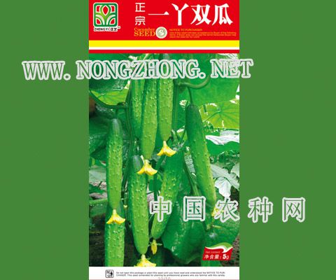 正宗一丫双瓜